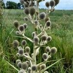 Eryngium eburneum flower picture by Trap Hers (cc-by-sa)