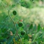 Medicago scutellata fruit picture by Lugifa Lugifa (cc-by-sa)