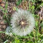 Taraxacum erythrospermum fruit picture by Aurélia et JChris Courte-Barbary (cc-by-sa)