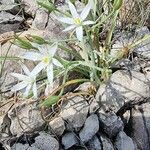 Ornithogalum orthophyllum habit picture by Arnaud Tirmarche (cc-by-sa)