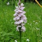 Dactylorhiza fuchsii flower picture by Jimmy Beunardeau (cc-by-sa)