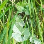 Convolvulus althaeoides leaf picture by katerina Parasyri (cc-by-sa)