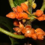 Besleria trichostegia fruit picture by Nelson Zamora Villalobos (cc-by-nc)