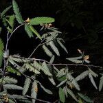 Aeschynomene compacta habit picture by Nelson Zamora Villalobos (cc-by-nc)