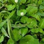 Hydrocotyle leucocephala flower picture by Felipe Domingos de Souza Felipe (cc-by-sa)