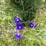 Gentiana pyrenaica flower picture by Frederic Bichon (cc-by-sa)