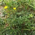 Potentilla argentea habit picture by Renaud Brochiero (cc-by-sa)