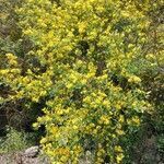 Cytisus scoparius habit picture by Jose (cc-by-sa)