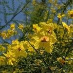 Parkinsonia aculeata flower picture by Kyle Ricio (cc-by-sa)