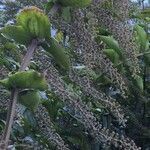 Coriaria ruscifolia habit picture by Daniel Barthelemy (cc-by-nc)