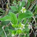 Lippia javanica leaf picture by susan brown (cc-by-sa)