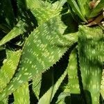 Aloe maculata leaf picture by Claudio Edgardo Dalinger (cc-by-sa)