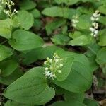 Maianthemum bifolium habit picture by Kate Senatskaya (cc-by-sa)