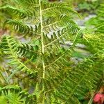 Athyrium distentifolium flower picture by Pierre LEON (cc-by-sa)