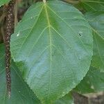 Acalypha hispida leaf picture by Daniel Barthelemy (cc-by-sa)