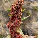 Rumex tolimensis fruit picture by Fabien Anthelme (cc-by-sa)