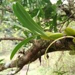 Bulbophyllum occultum habit picture by camomille (cc-by-sa)