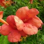 Campsis radicans flower picture by Alain LIMA (cc-by-sa)