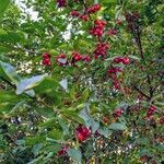 Cornus mas fruit picture by Reynold Chollet (cc-by-sa)