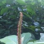 Acalypha macrostachya flower picture by Olaya Correa Jance (cc-by-sa)