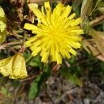 Crepis foetida flower picture by Mickael Caceres (cc-by-sa)