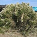 Baccharis sarothroides habit picture by Heather Van Shaar (cc-by-sa)