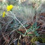 Robinsonecio gerberifolius habit picture by Fabien Anthelme (cc-by-sa)