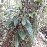 Bulbophyllum longiflorum habit picture by Dominique Fleurot (cc-by-sa)