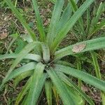 Ananas comosus leaf picture by Zuniga Isidro (cc-by-sa)