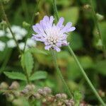 Knautia arvensis flower picture by Barry Cornelius (cc-by-sa)