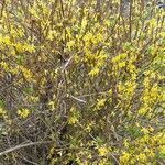 Forsythia viridissima flower picture by Cheryl Brown (cc-by-sa)