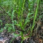 Scirpus sylvaticus habit picture by grutz (cc-by-sa)