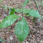 Magnolia macrophylla habit picture by Eli Small (cc-by-sa)