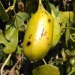 Aristolochia baetica fruit picture by fabricekx (cc-by-sa)