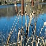 Typha latifolia habit picture by Tristan Jaton-Maria (cc-by-sa)