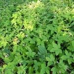 Geranium nodosum habit picture by Ulysse Remars (cc-by-sa)