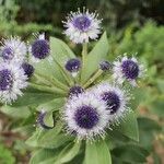 Globularia arabica flower picture by Clayton Shmuel De Medeiros (cc-by-sa)