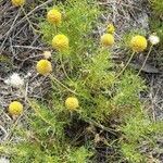 Gaillardia megapotamica habit picture by Trap Hers (cc-by-sa)