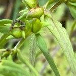 Melampyrum sylvaticum fruit picture by Francois Mansour (cc-by-sa)