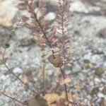 Lepidium perfoliatum leaf picture by Ashley Scholer (cc-by-sa)