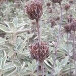 Phlomis fruticosa fruit picture by González Rafael (cc-by-sa)