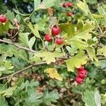 Crataegus azarolus fruit picture by Franck Forcier (cc-by-sa)