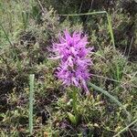 Orchis italica flower picture by Golan (cc-by-sa)