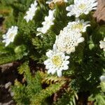 Leucheria daucifolia flower picture by Fabien Anthelme (cc-by-sa)