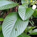 Mussaenda philippica leaf picture by Noel Dionson (cc-by-sa)