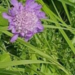 Scabiosa columbaria flower picture by Jürg Römer (cc-by-sa)