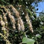 Populus alba flower picture by Maurizio Azzini (cc-by-sa)