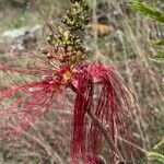 Calliandra houstoniana flower picture by Marc Horisberger (cc-by-sa)