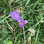 Crocus nudiflorus flower picture by Jory Karine (cc-by-sa)