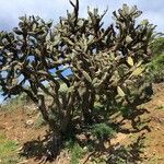 Opuntia tomentosa habit picture by Mel Mun (cc-by-sa)